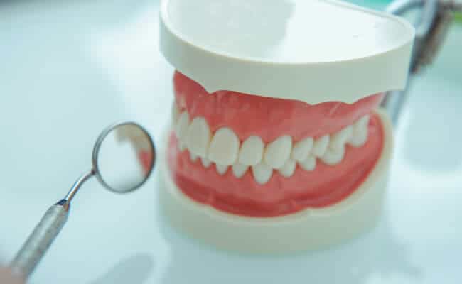 Representación anatómica de una dentadura