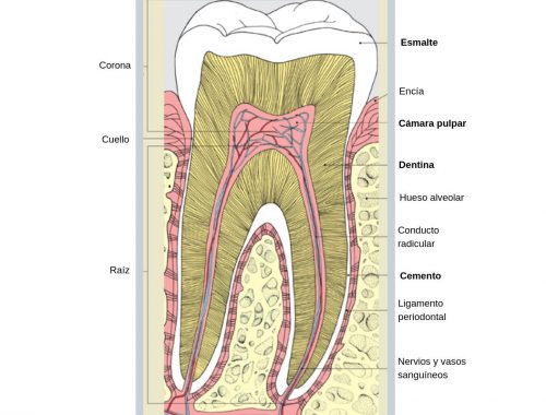 diagrama de diente o muela periodoncia e implantes monterrey